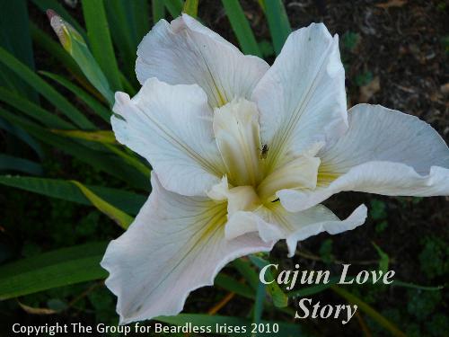 Cajun Love Story (1)